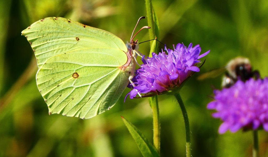 2000 citromlepke védelem varfű Gonepteryx rhamni védett nappali lepkék 2