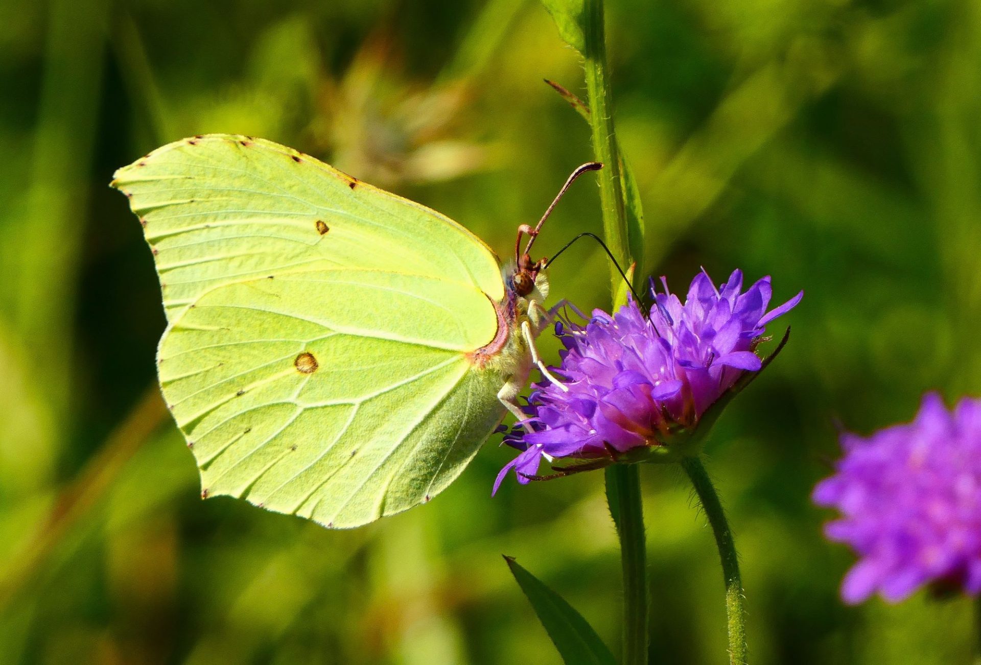 2000 citromlepke védelem varfű Gonepteryx rhamni védett nappali lepkék 3