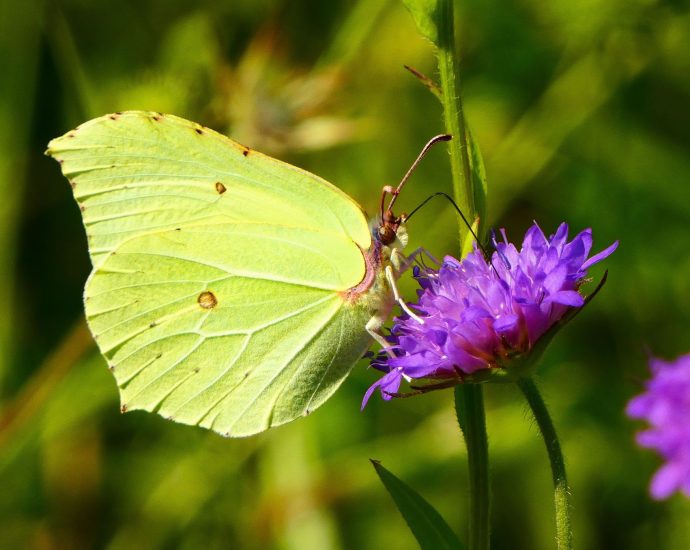 2000 citromlepke védelem varfű Gonepteryx rhamni védett nappali lepkék 3