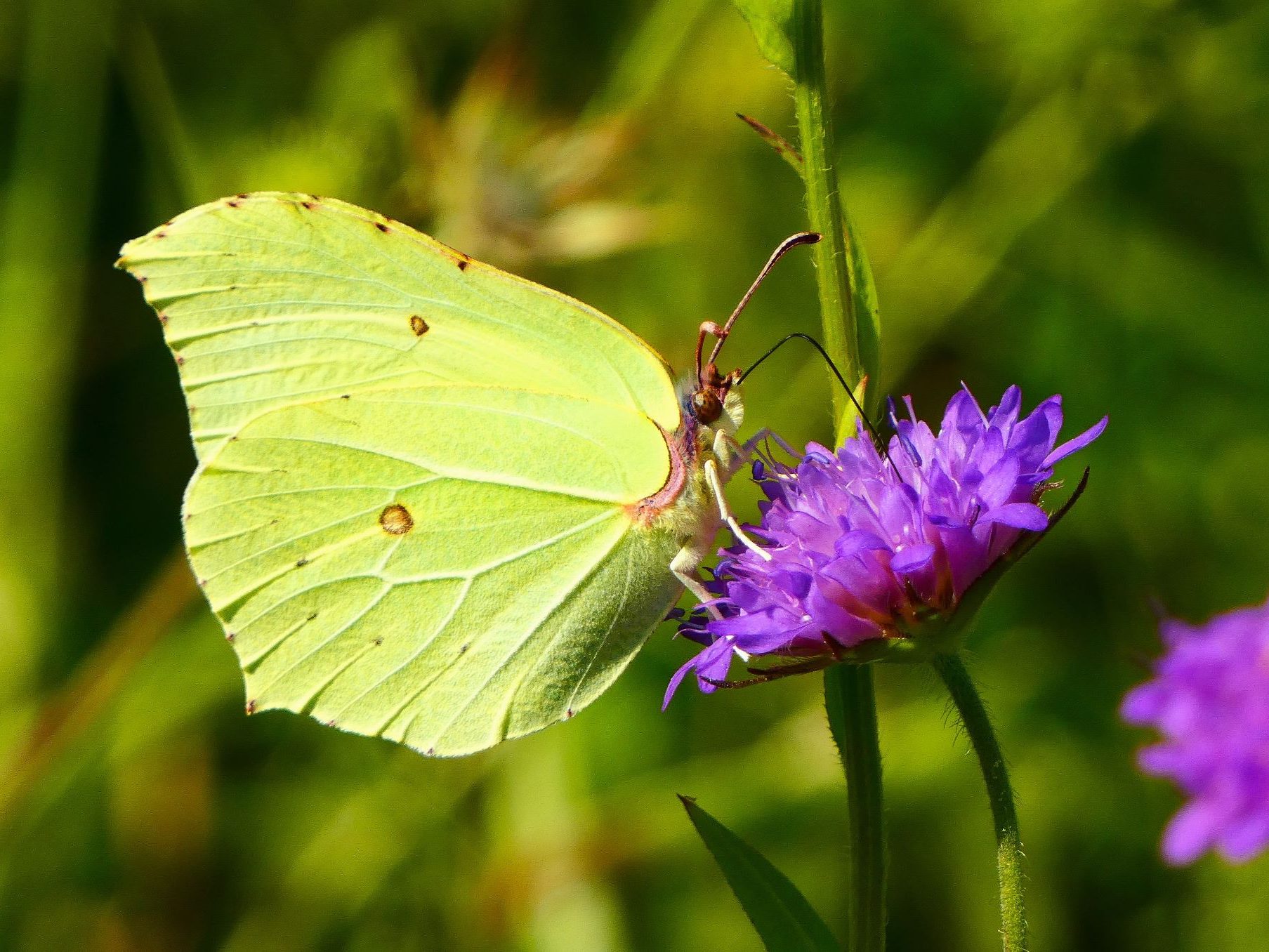 2000 citromlepke védelem varfű Gonepteryx rhamni védett nappali lepkék 3