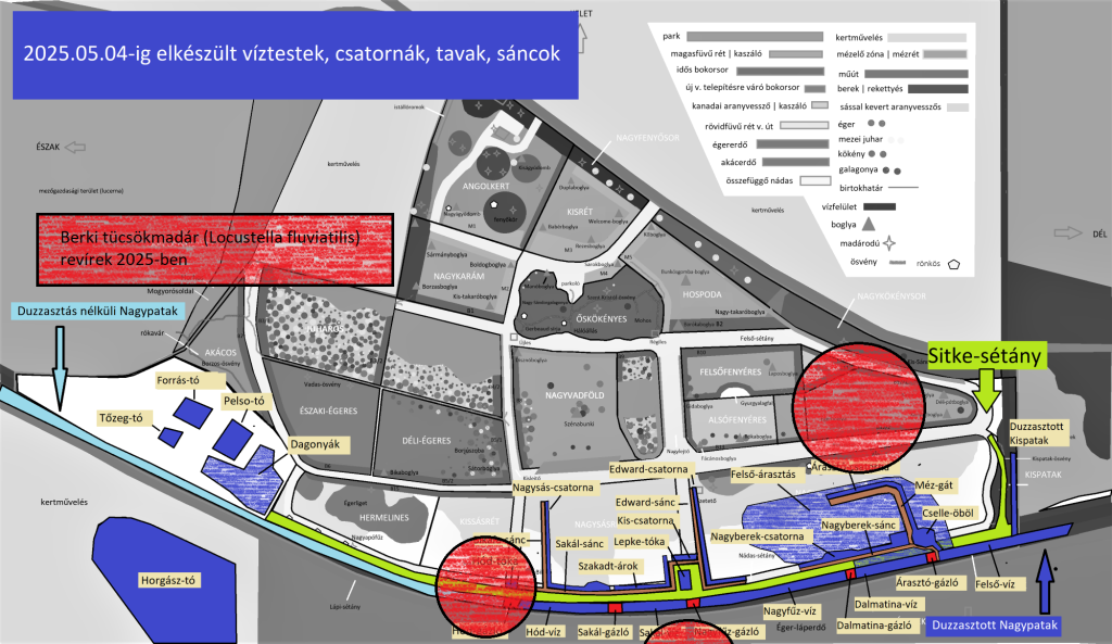 Berki tücsökmadár Locustella fluviatilis revírek 2025