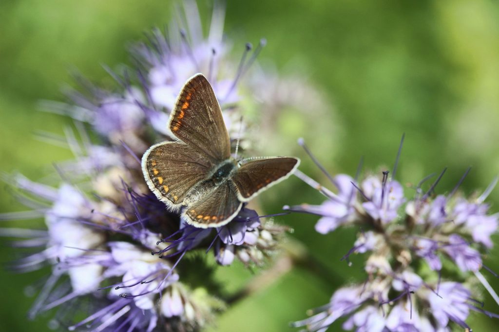 Mézontófű Phacelia tanacetifolia virágzás méhlegelő beporzók lepkék termésuzetvédelem kert pixa 1