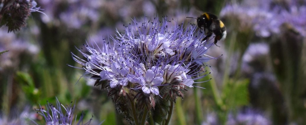 Mézontófű Phacelia tanacetifolia virágzás méhlegelő beporzók lepkék termésuzetvédelem kert pixa 3