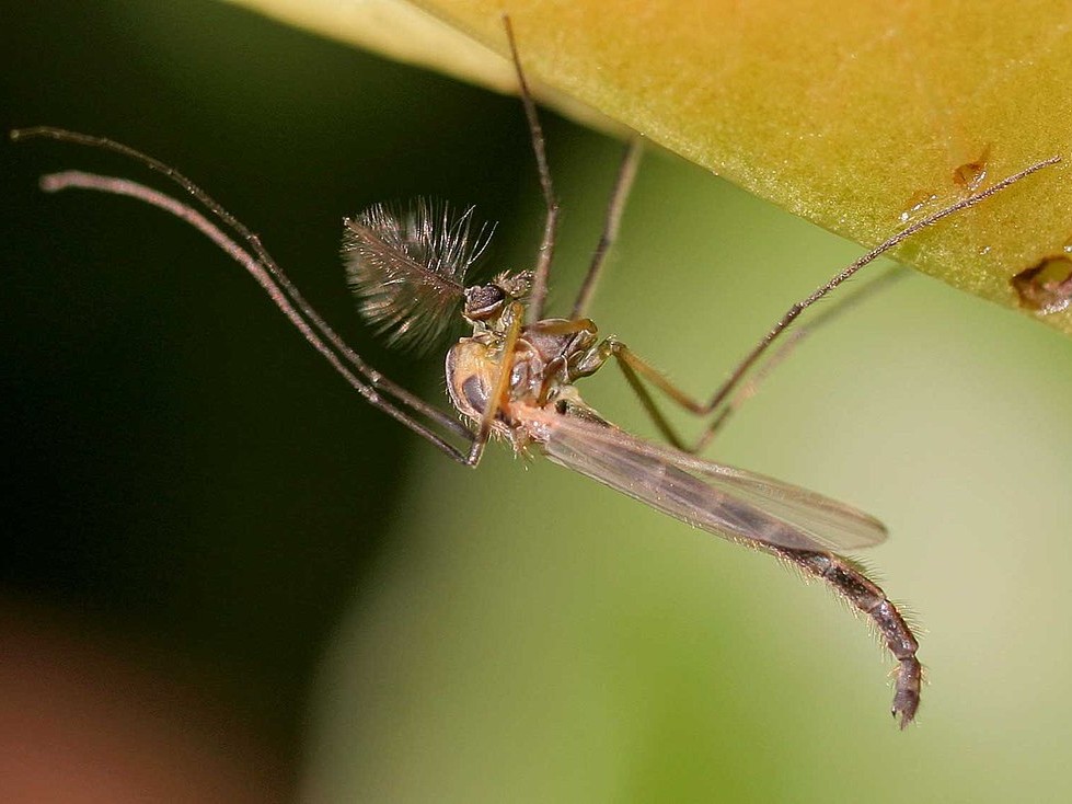 árvaszúnyog-rajzás Chironomus_plumosus