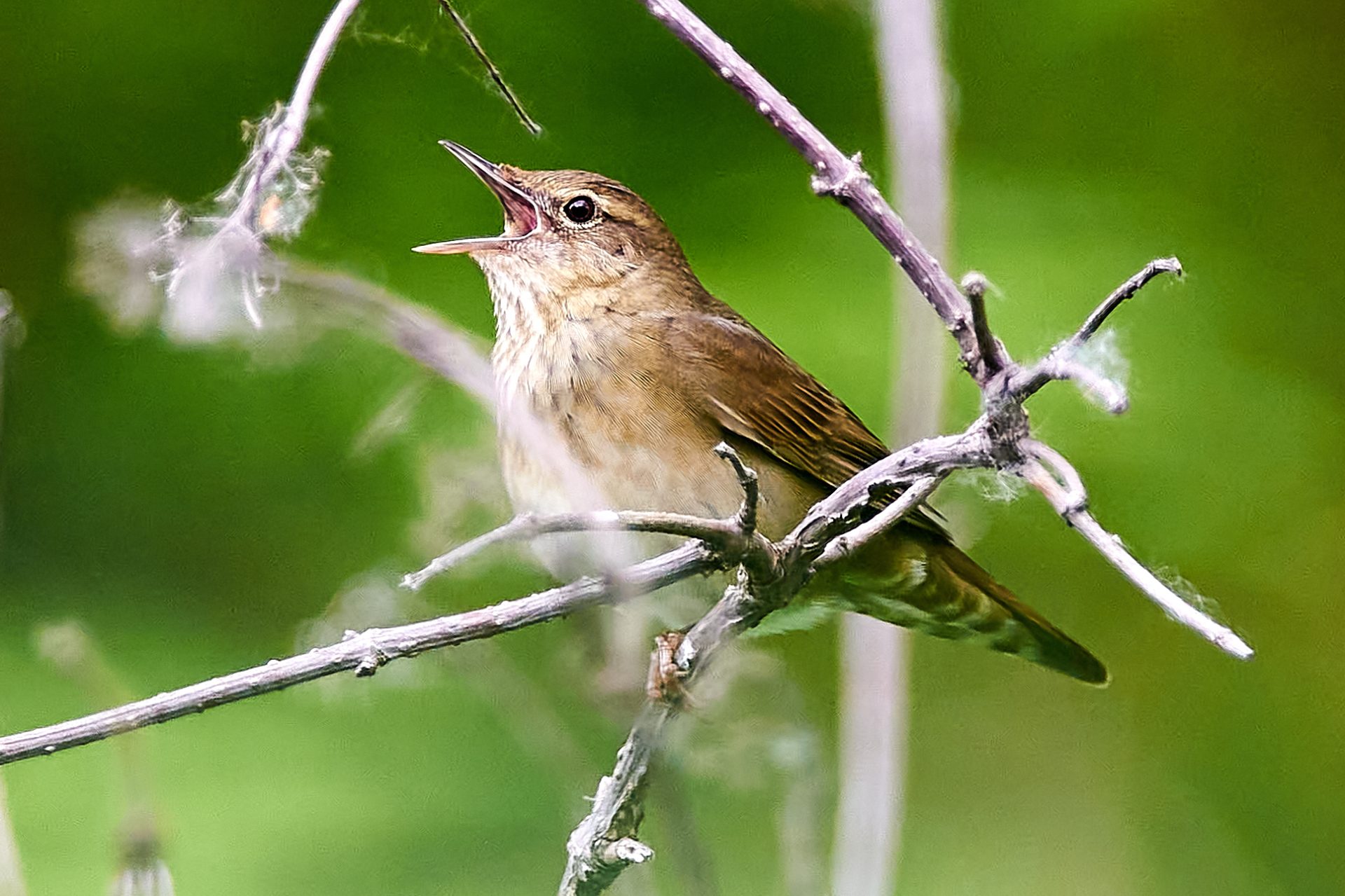 Berki tücsökmadár Locustella fluviatilis wiki 1