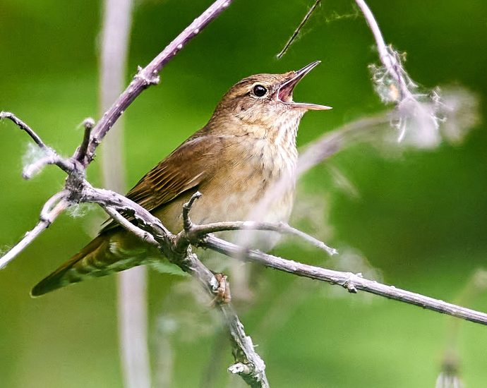 Berki tücsökmadár Locustella fluviatilis wiki 1