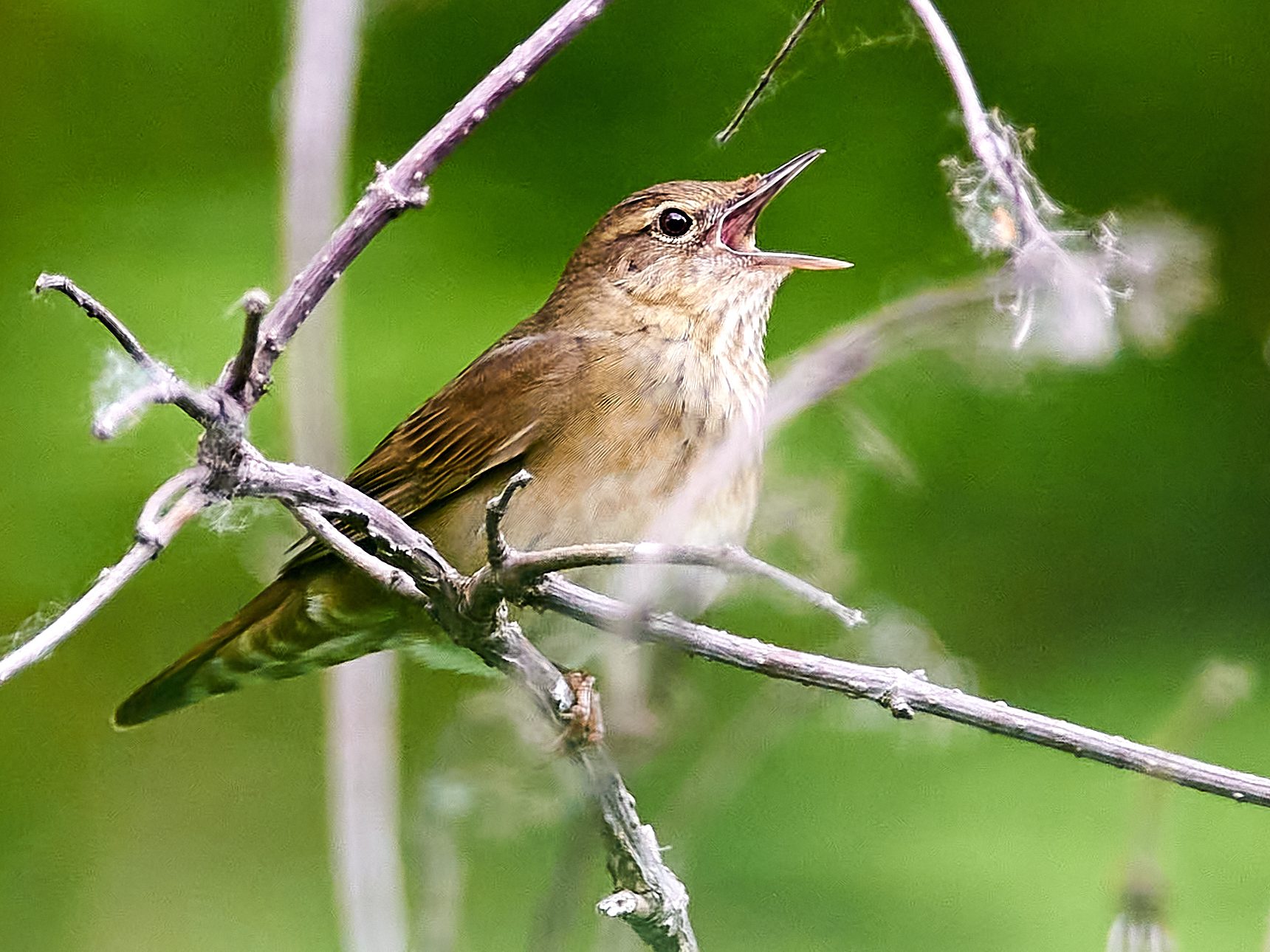 Berki tücsökmadár Locustella fluviatilis wiki 1