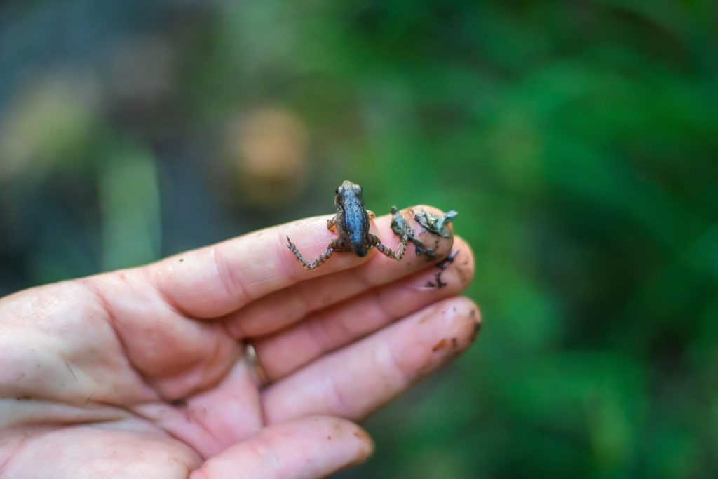 intenzív kétéltűvédelem békák ebihalak ebihalmentés inkubátortó pixa 1