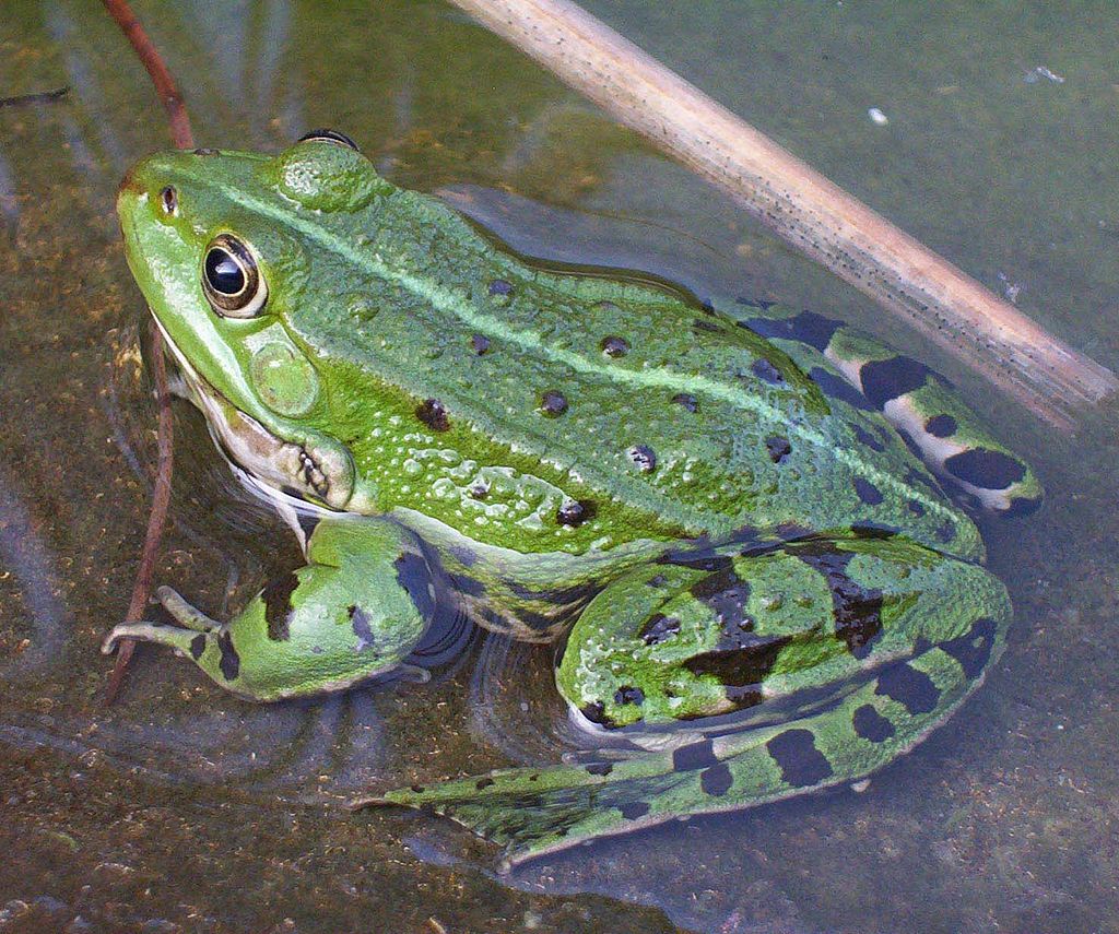 kétéltűek