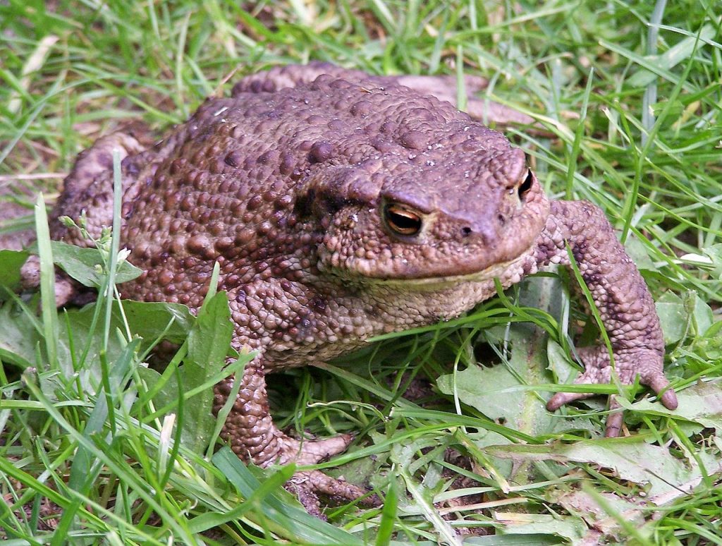 kétéltűek