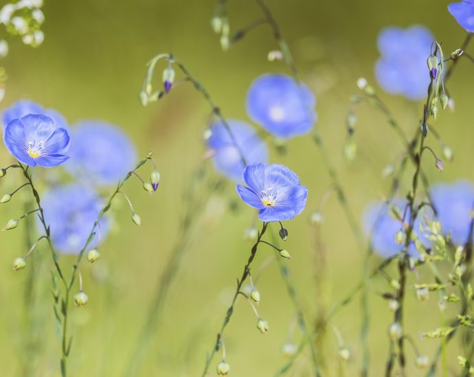 len virága vetése a kertben fotó Linum usitatissimum pixa 3