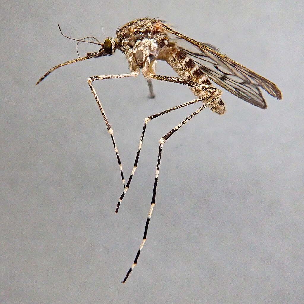 szúnyogok