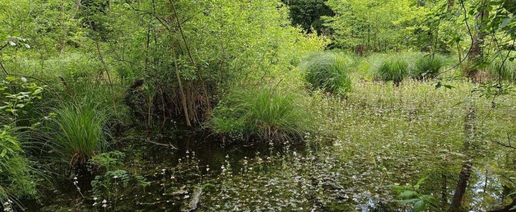 zala-balaton-felvidéki-nemzeti-park-galambok-laperdo-lapi-zsombekos