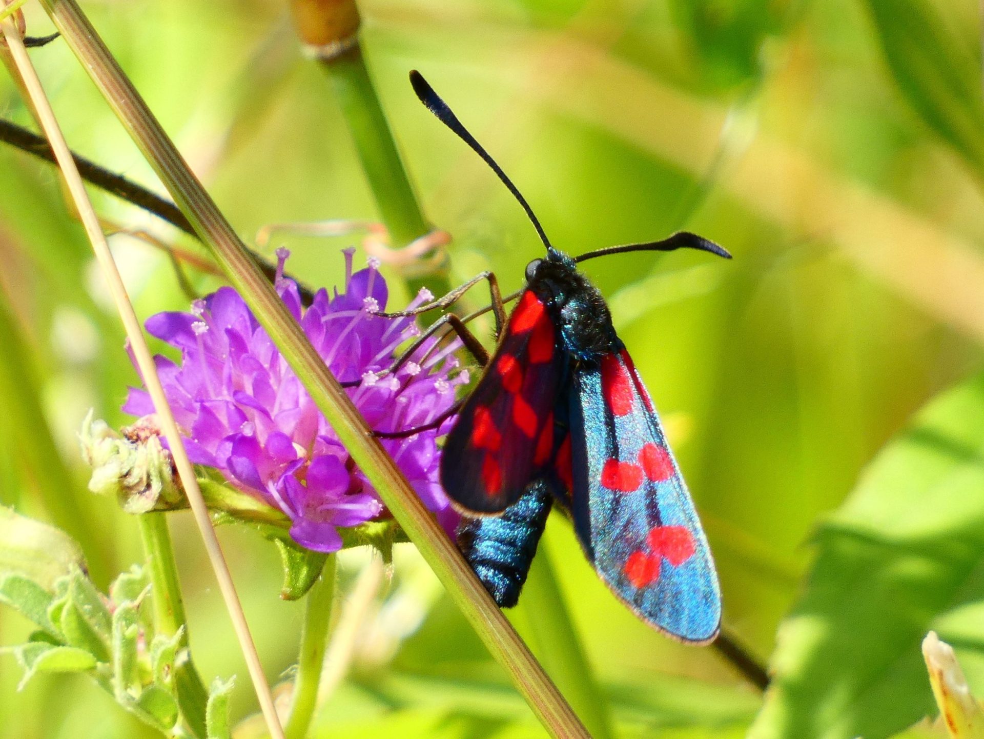 acélszínű csüngőlepke hatfoltos csüngőlepkék élőhely erdős-sztyepp Zygaena filipendulae