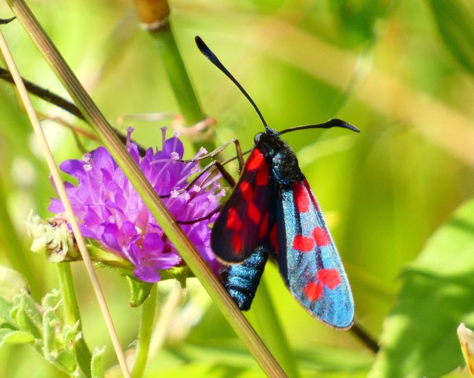 acélszínű csüngőlepke hatfoltos csüngőlepkék élőhely erdős-sztyepp Zygaena filipendulae