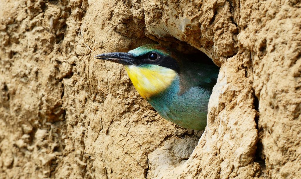 2000 Gyurgyalagcsalád gyurgyalag Merops apiaster telep fióka fészek rezervátum 1