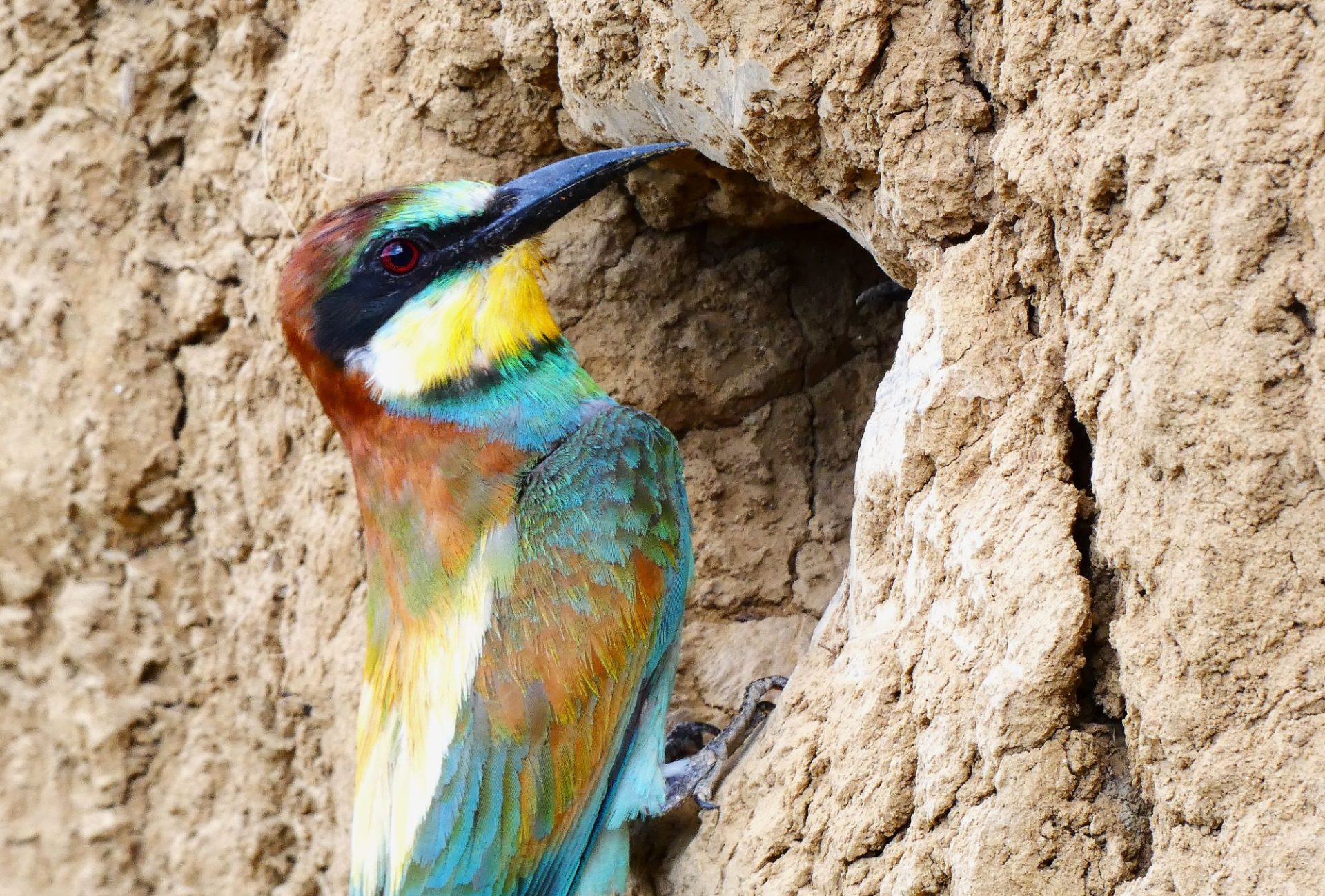 2000 Gyurgyalagcsalád gyurgyalag Merops apiaster telep fióka fészek rezervátum 1.JPG öreg szülő etetés