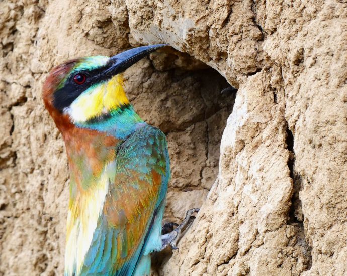 2000 Gyurgyalagcsalád gyurgyalag Merops apiaster telep fióka fészek rezervátum 1.JPG öreg szülő etetés