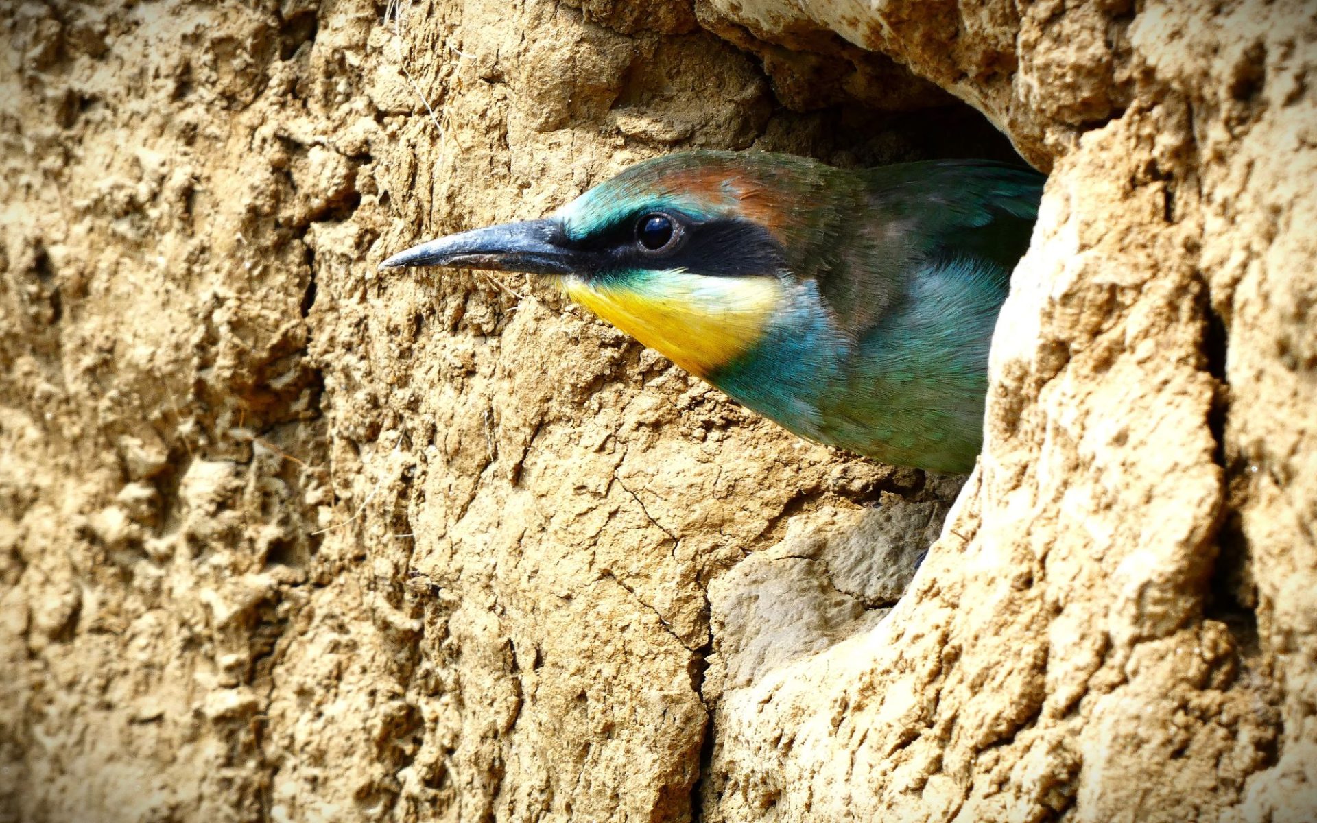 2000 Gyurgyalagcsalád gyurgyalag Merops apiaster telep fióka fészek rezervátum 2