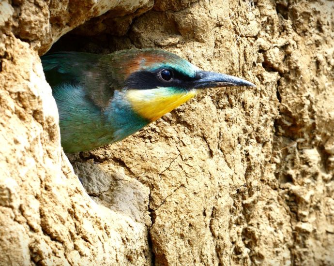2000 Gyurgyalagcsalád gyurgyalag Merops apiaster telep fióka fészek rezervátum 2