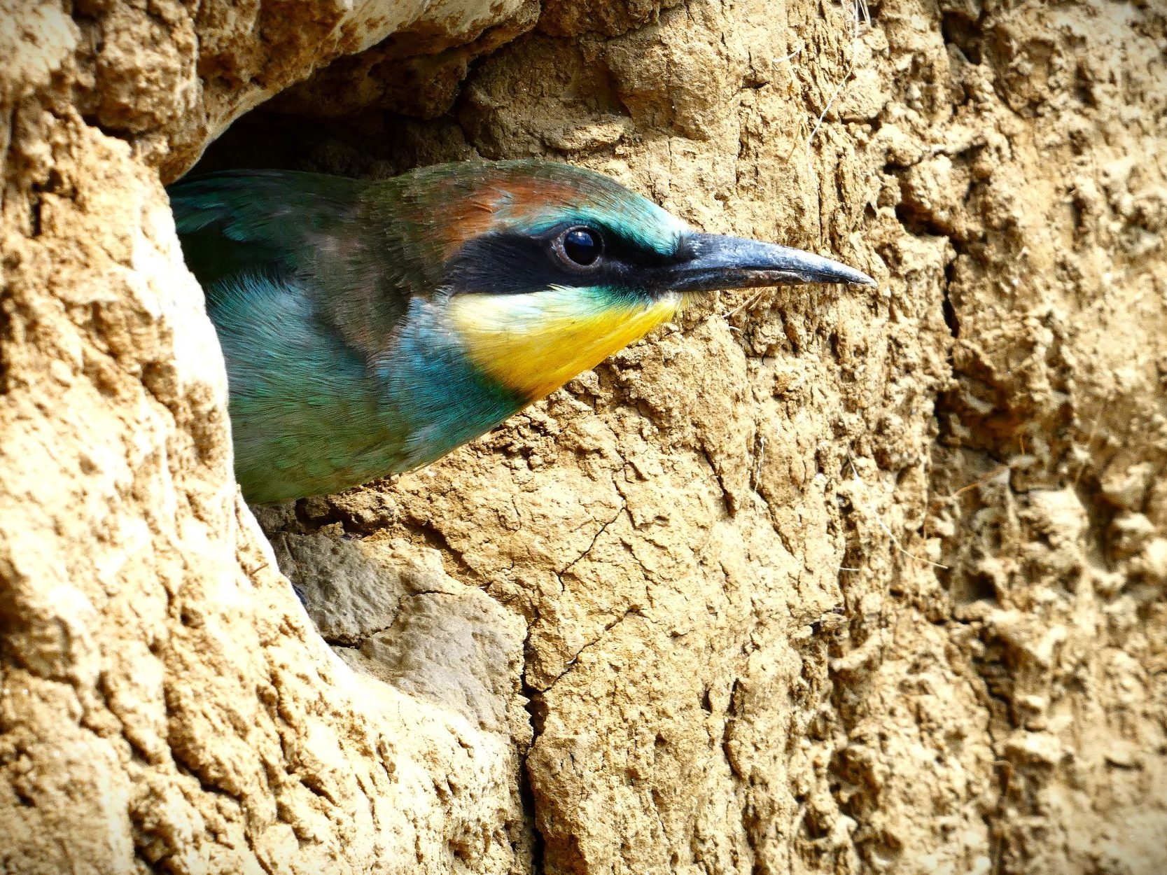 2000 Gyurgyalagcsalád gyurgyalag Merops apiaster telep fióka fészek rezervátum 2