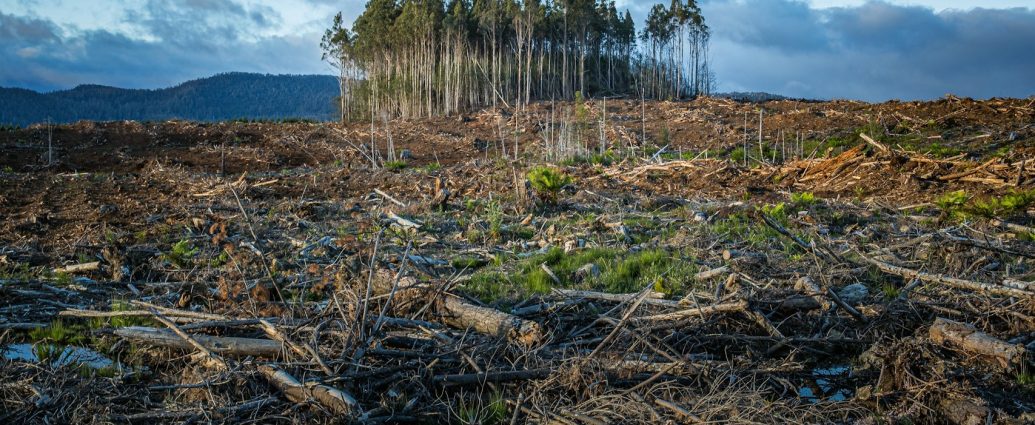 Állást foglalt a Nemzetközi Bíróság a klímaváltozásról klímaváltozás erdőirtás