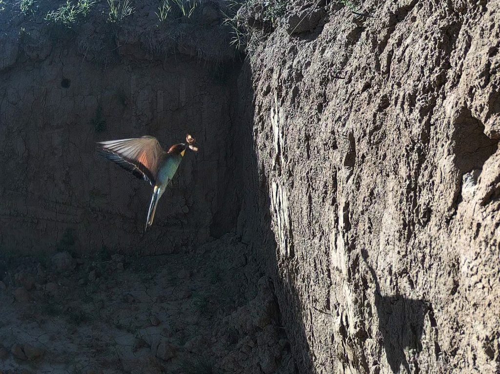 Gyurgyalag költése a rezervátumban 2025. 2.