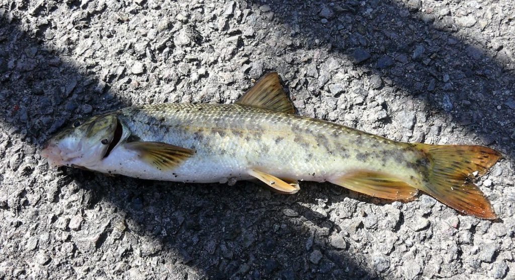 Tusnádfürdő medve kirándulás túra Tusnád 6 Olt horgászat petényi márna