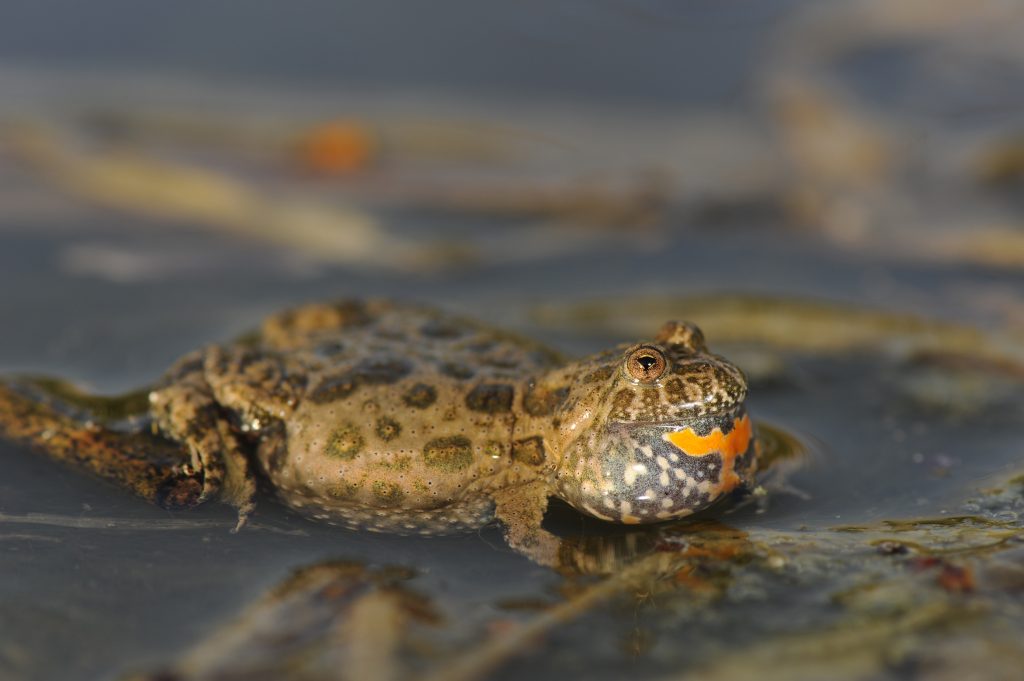 Vöröshasú unka unkák békacsapda wiki 3 wikimedia commons