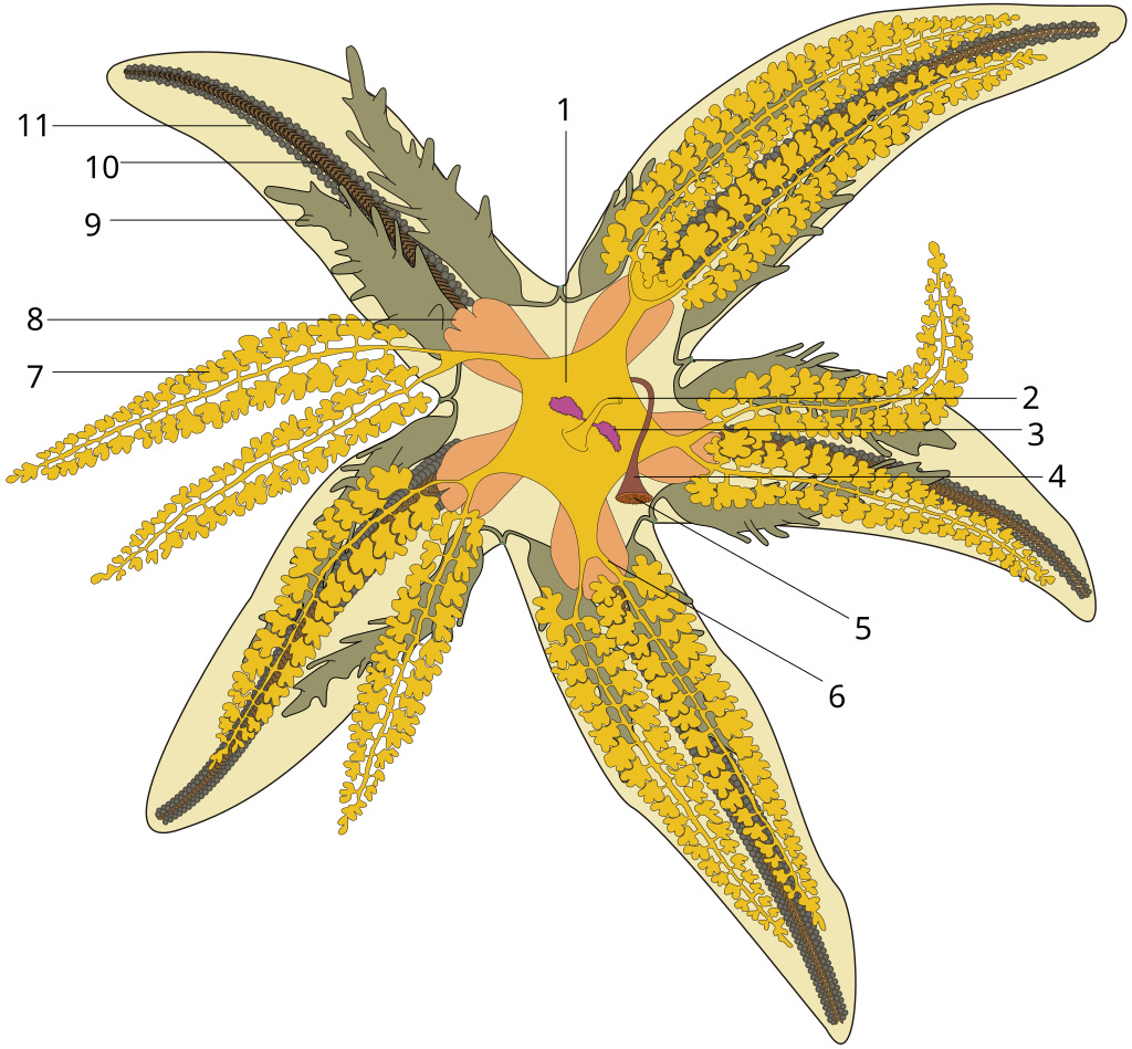 tengeri csillag