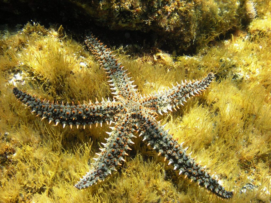 tengeri csillag
