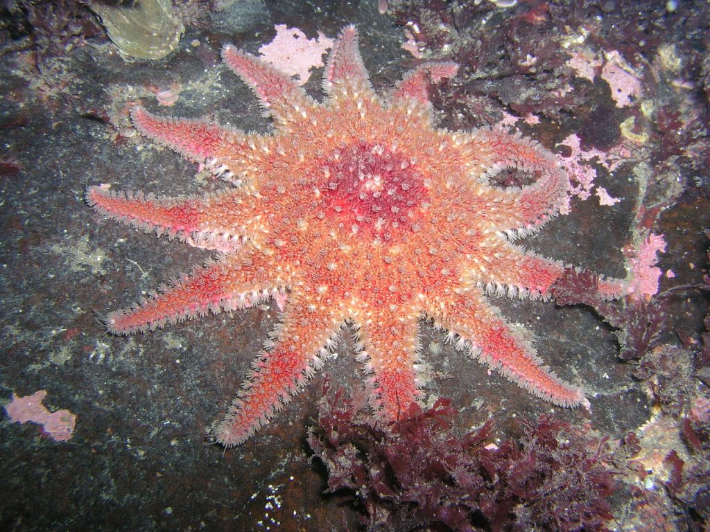tengeri csillag