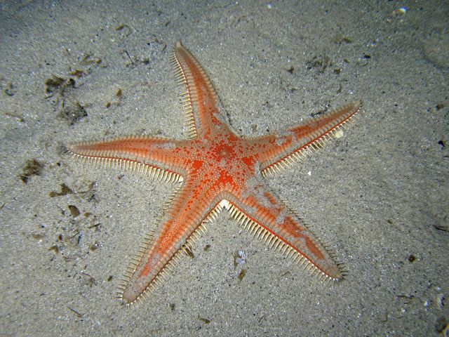 tengeri csillag