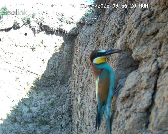 gyurgyalag gyurgyalagfal Merops apiaster vadkamera 1