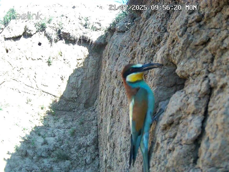 gyurgyalag gyurgyalagfal Merops apiaster vadkamera 1
