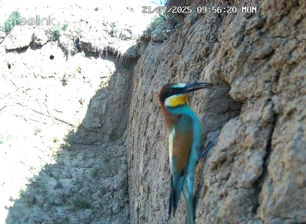 gyurgyalag gyurgyalagfal Merops apiaster vadkamera 1