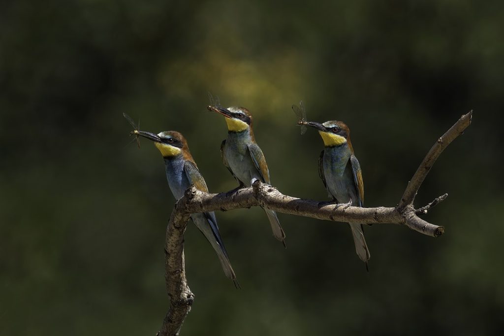 gyurgyalag Merops apiaster telepítés védelem költés gyurgyalagok szitakötők wiki en gyurgyalagfal telep