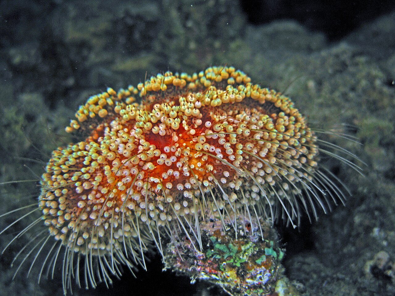 Cidaris cidaris MHNT tengeri sün tengeri állatok állatvilág búvárkodás nyaralás Asthenosoma marisrubri