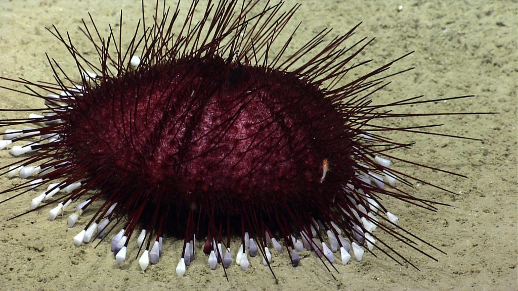 Hygrosoma Cidaris cidaris MHNT tengeri sün tengeri állatok állatvilág búvárkodás nyaralás