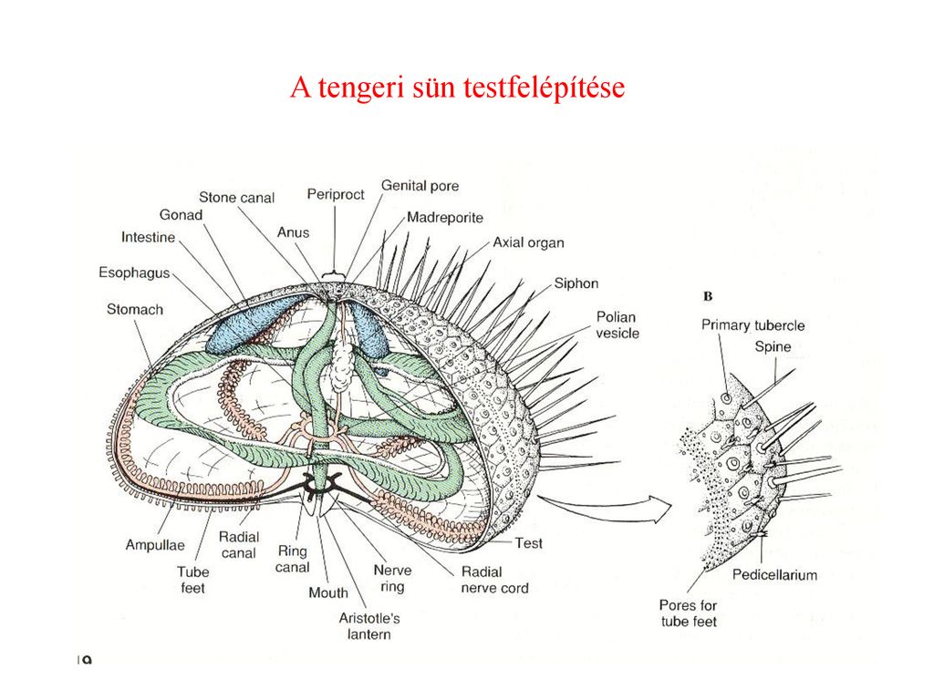 tengeri sün
