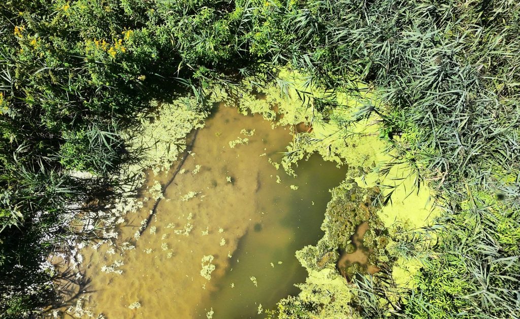 2000 Békalencse mocsár láp tó párolgás természetvédelem Pelso-tó Kisberek drón 2
