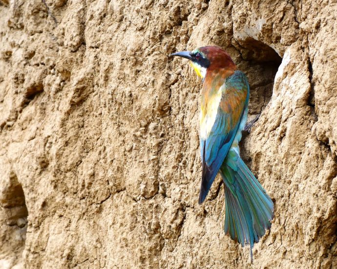 2000 Gyurgyalagcsalád gyurgyalag Merops apiaster telep fióka fészek rezervátum 1.JPG 5