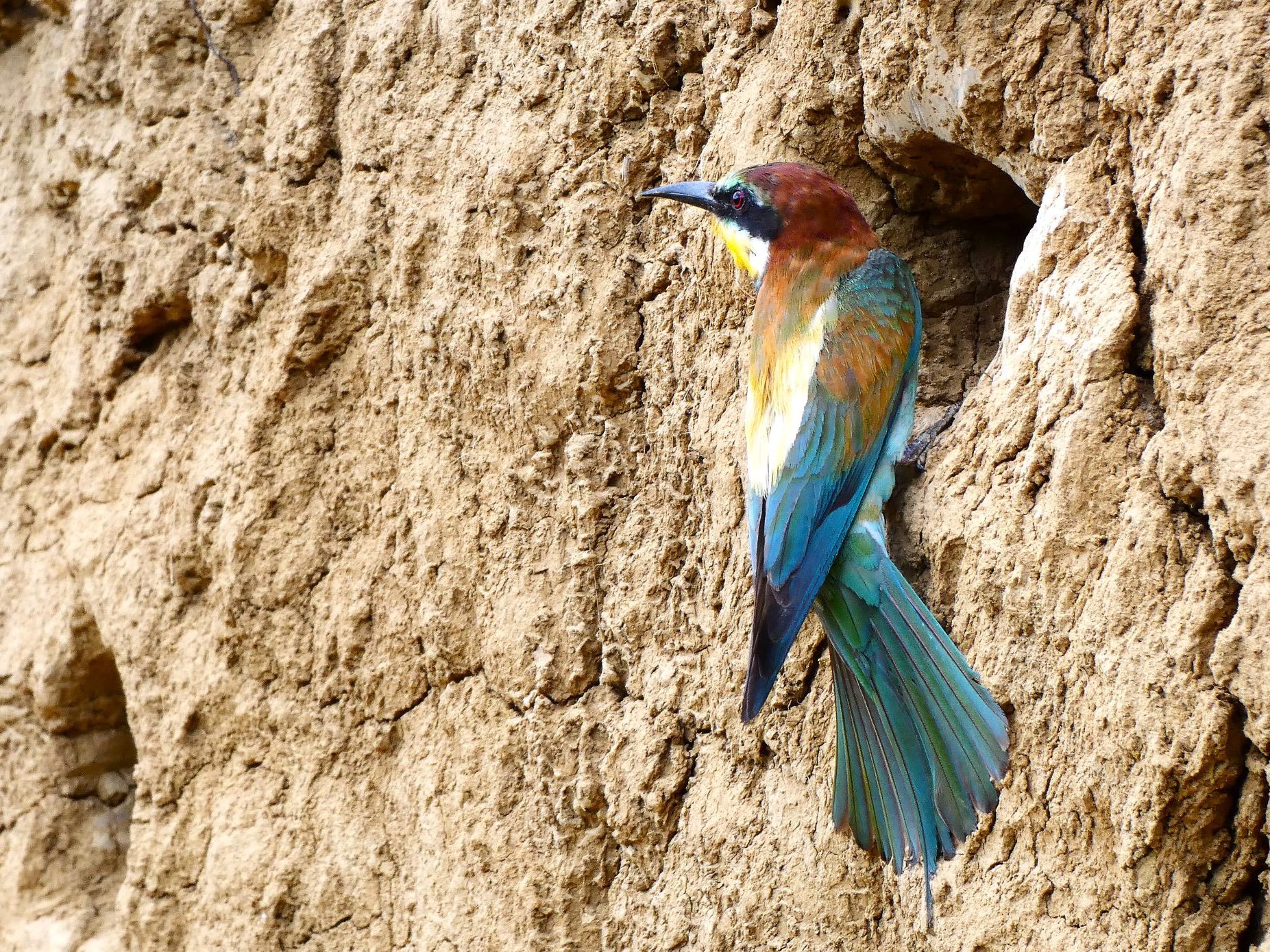 2000 Gyurgyalagcsalád gyurgyalag Merops apiaster telep fióka fészek rezervátum 1.JPG 5