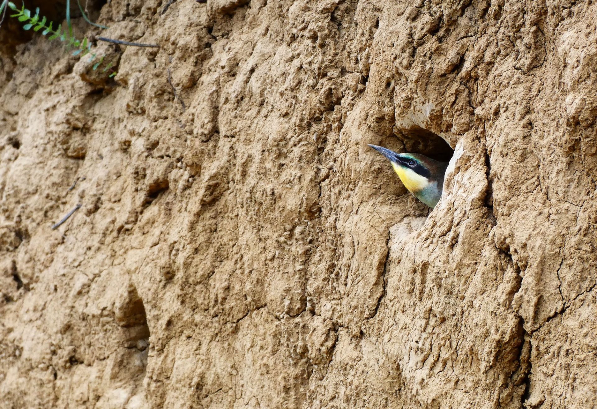 2000 Gyurgyalagcsalád gyurgyalag Merops apiaster telep fióka fészek rezervátum 1.JPG 7