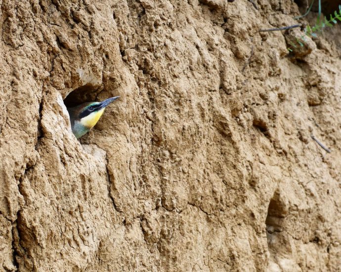 2000 Gyurgyalagcsalád gyurgyalag Merops apiaster telep fióka fészek rezervátum 1.JPG 7