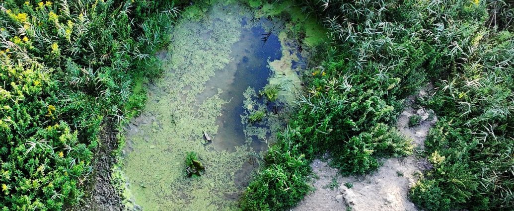 2000 Kisberek Pelso-tó békalencse élőhelykezelés revitalizáció 1
