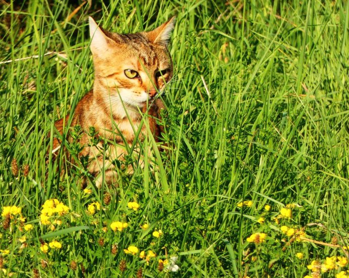 2000 Macska kóbormacska egerészés pusztítás természetvédelem madárvédelem pirókegér 1