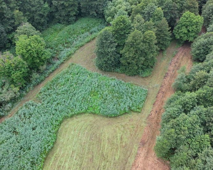 2000 Szártépőzés 2025.08.09. birtok élőhelykezelés 8