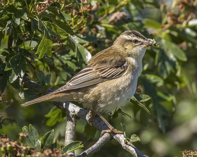 Acrocephalus schoenobaenus Foltos nádiposzáta wiki 1