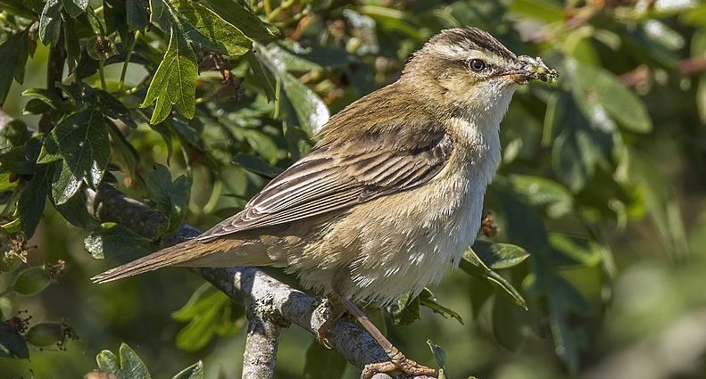 Acrocephalus schoenobaenus Foltos nádiposzáta wiki 1